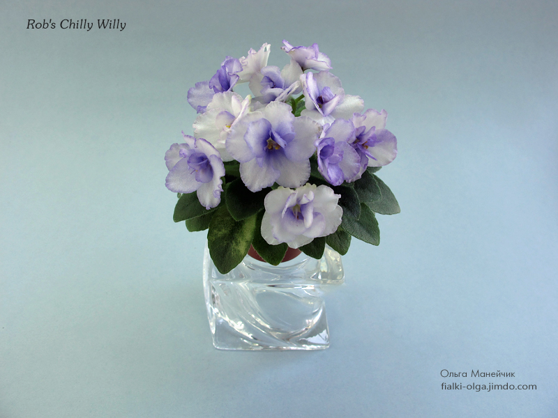 01Rob's-Chilly-Willy--IMG_0726.jpg