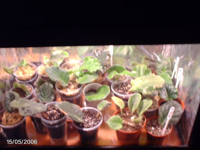 15 мая 2011 025.JPG