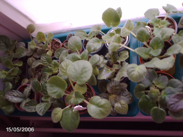 15 мая 2011 026.JPG