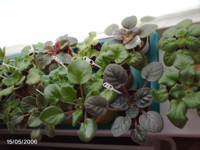 15 мая 2011 027.JPG