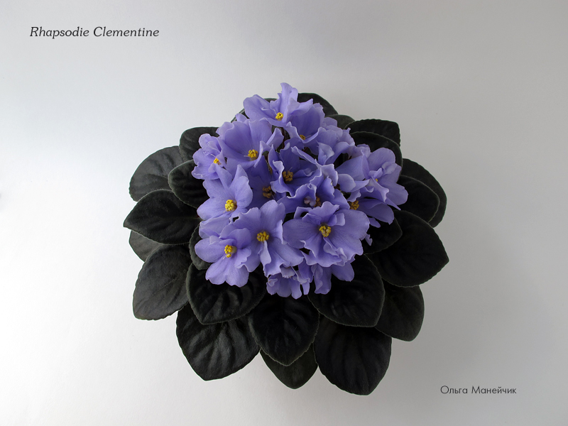 1Rhapsodie-Clementine--IMG_1122.jpg