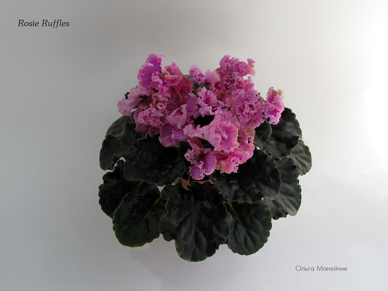 1Rosie-Ruffles-р-исхIMG_2064.jpg