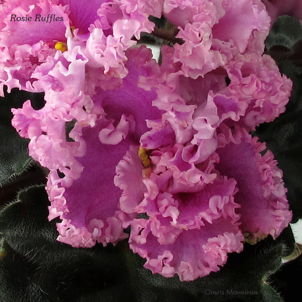 1Rosie-Ruffles-ц-исхIMG_1086.jpg