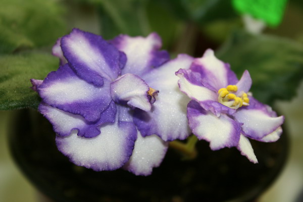 20080705_0617.jpg