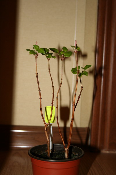 20090325_2906-1.jpg