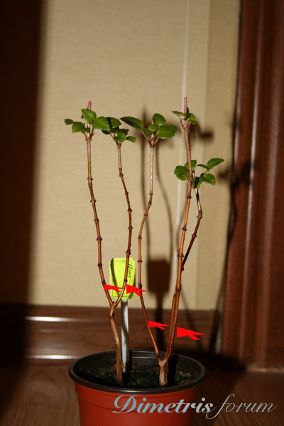 20090325_2906_1_123.jpg