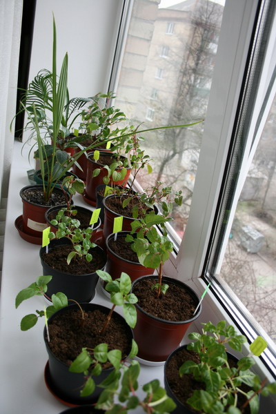 20090329_3002-1.jpg