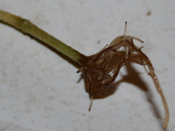 20090408_3108-1.jpg