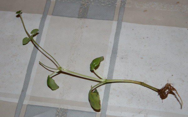 20090408_3109-1.jpg