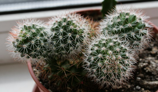 20090424_3486-1.jpg