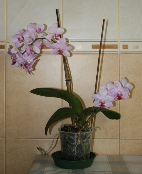20090806_4385_1.jpg