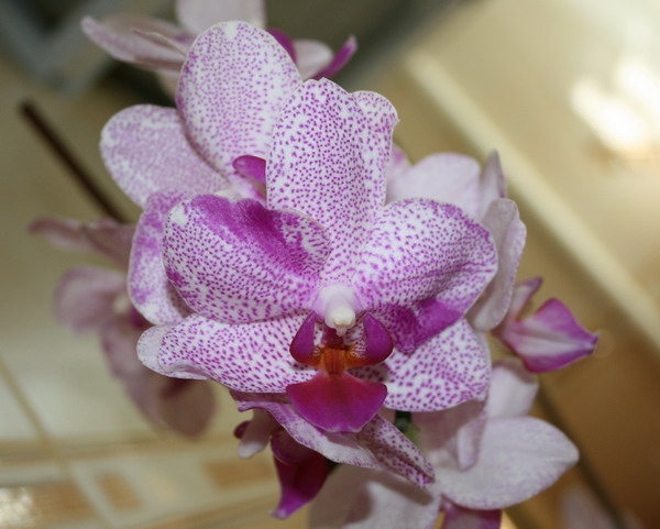 20090806_4388_1.jpg