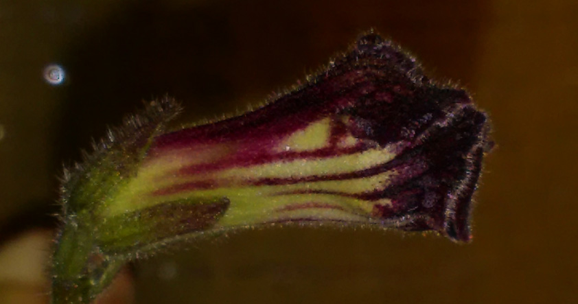 20160426_022657 copy.jpg