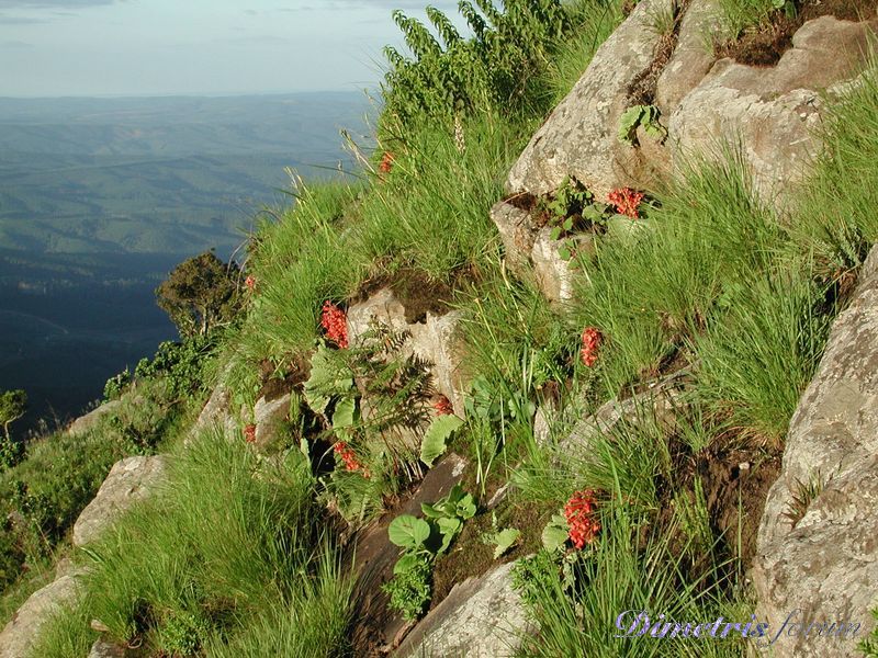 2163_Streptocarpus dunnii landscape_louw_innature_southafrica.jpg