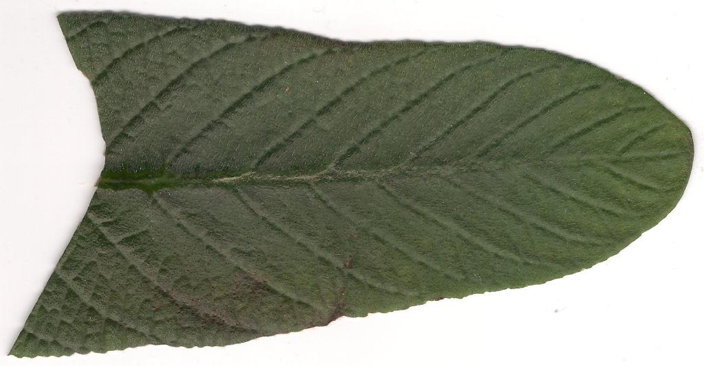 2licevaya.jpg