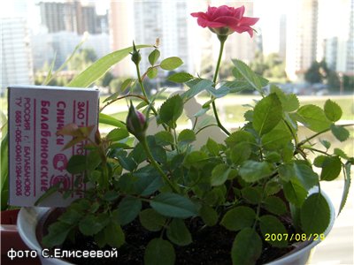 66744c9cee02.jpg