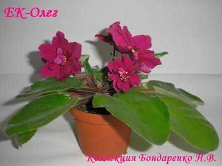 ЕК-Олег1.JPG