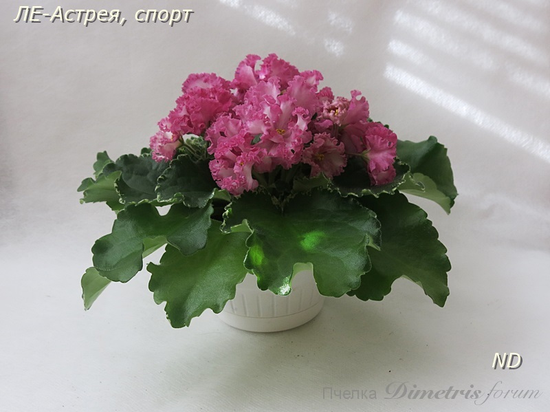 -Астрея, спорт6.JPG