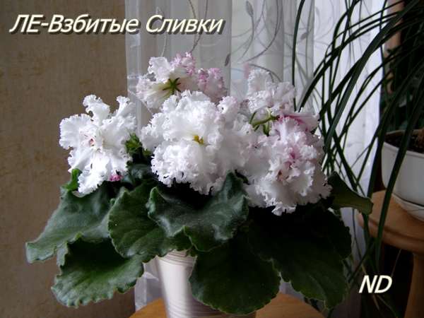 ЛЕ-Взбитые Сливки 1.JPG