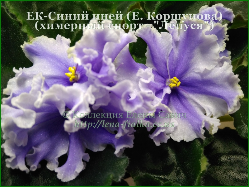 ЕК-Синий иней (Химерный спорт) (Е. Коршунова)-7.jpg