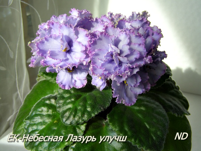 ЕК-Небесная Лазурь улучш1.JPG