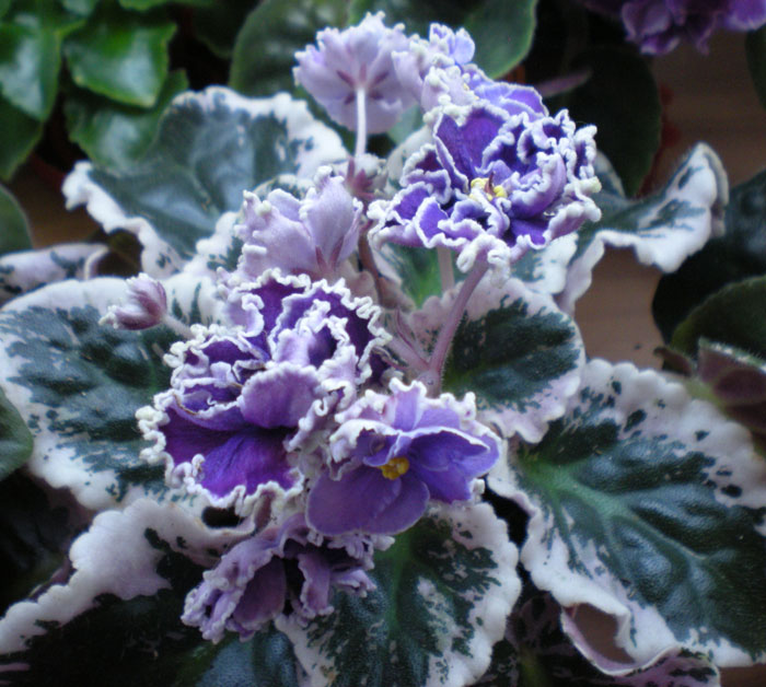 -Нарядная-куколка-24,04,2011-039.jpg