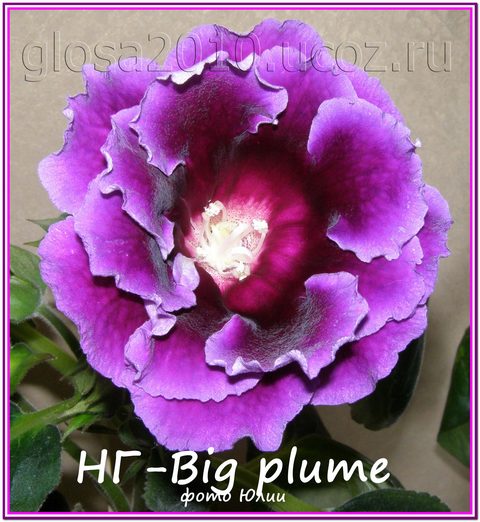 -Big plume2222.jpg