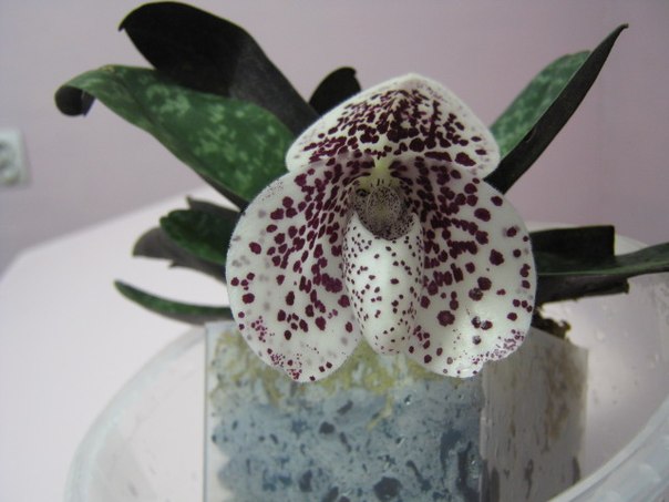 О Paph. bellatulum.jpg
