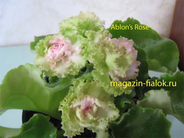 ablons-rose.jpg