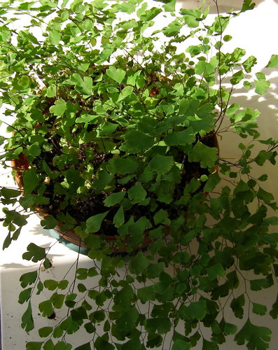 adiantum.jpg