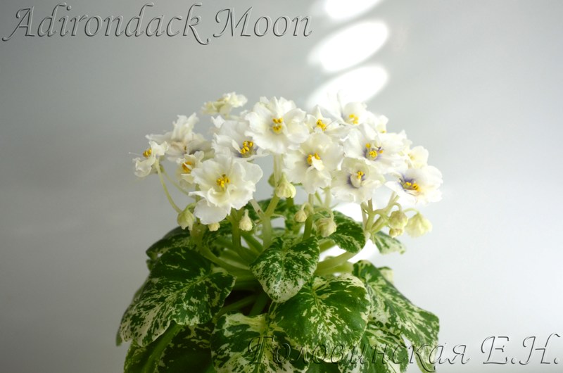 Adirondack Moon2.jpg