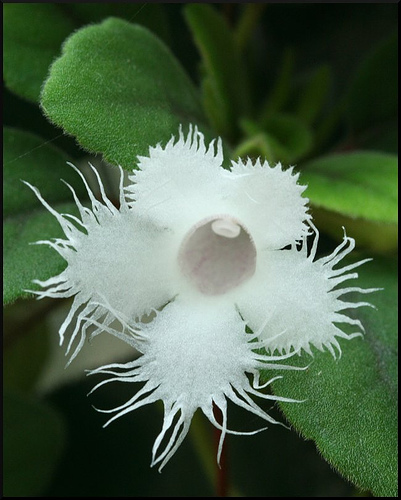 Alsobia dianthiflora 2.jpg