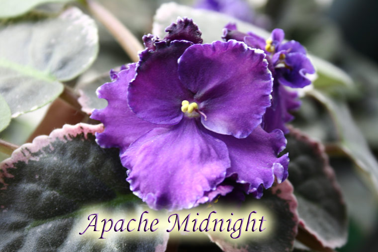 Apache-Midnight.jpg