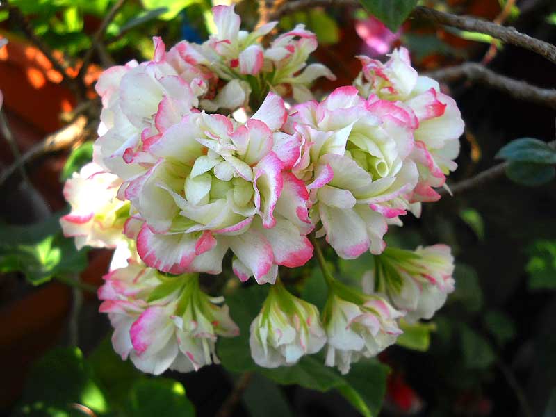 Apple-Blossom-Rosebud.jpg