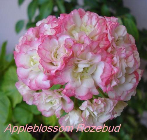 Appleblossom Rozebud 001.JPG