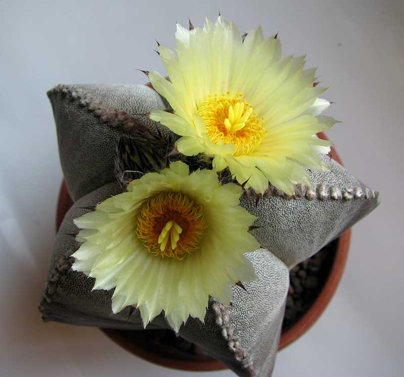 Astrophytum myriostigma 028.jpg
