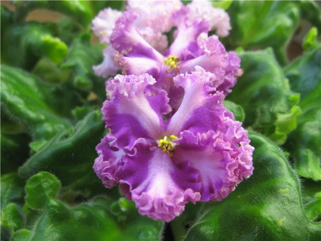 b956909efff7.jpg