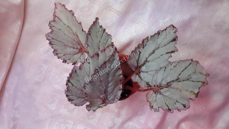 Begonia-Arctic-Breeze.jpg