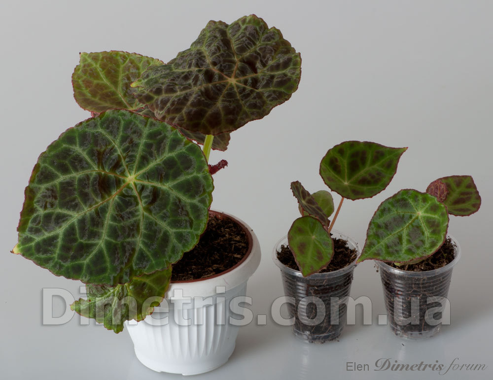 Begonia-goegoensis_3.jpg