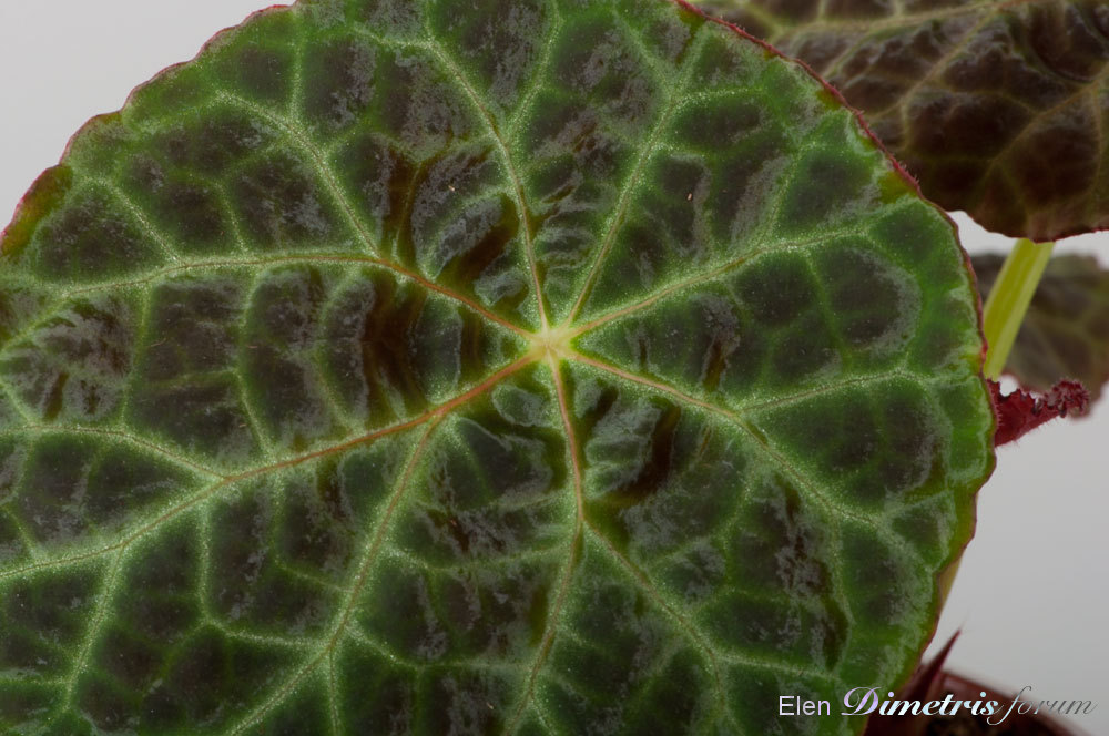 Begonia-goegoensis.jpg