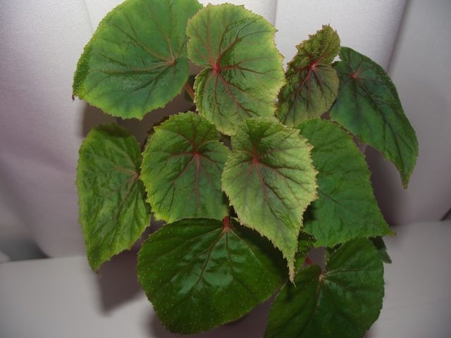 Begonia grandis.....jpg