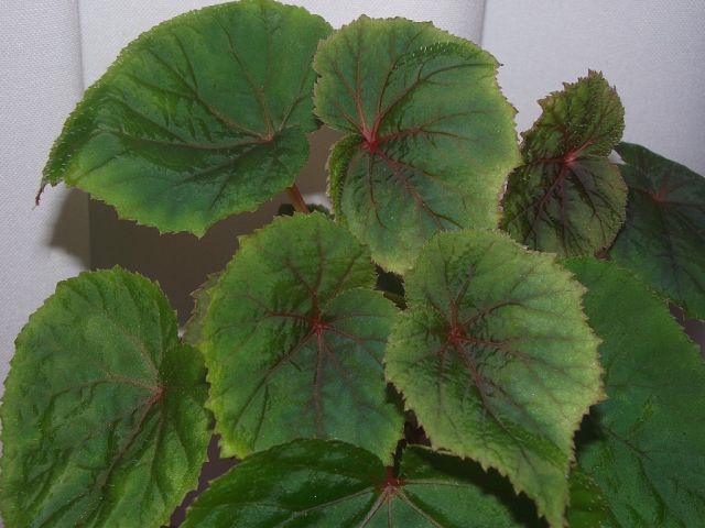 Begonia grandis.jpg