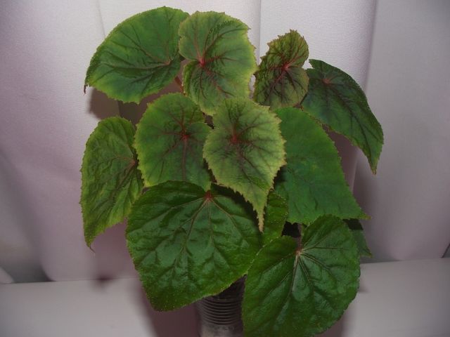 Begonia grandis...jpg