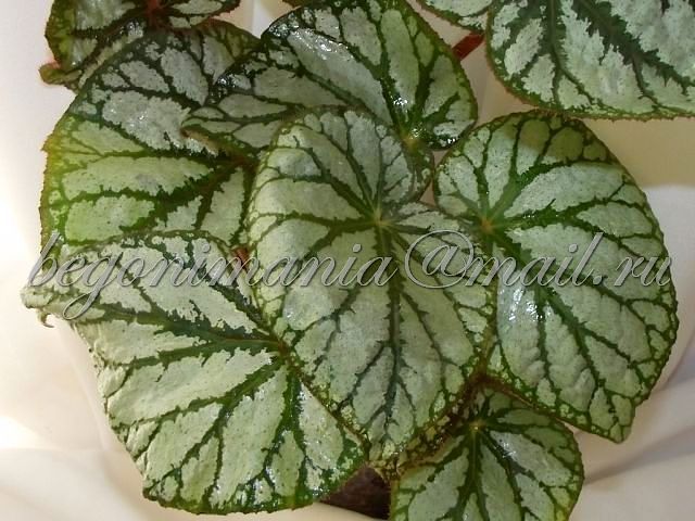 Begonia (T30)....jpg