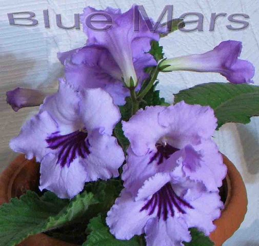 blue_mars_146.jpg