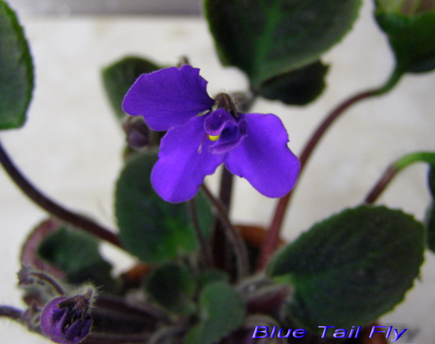 Blue Tail Fly.jpg