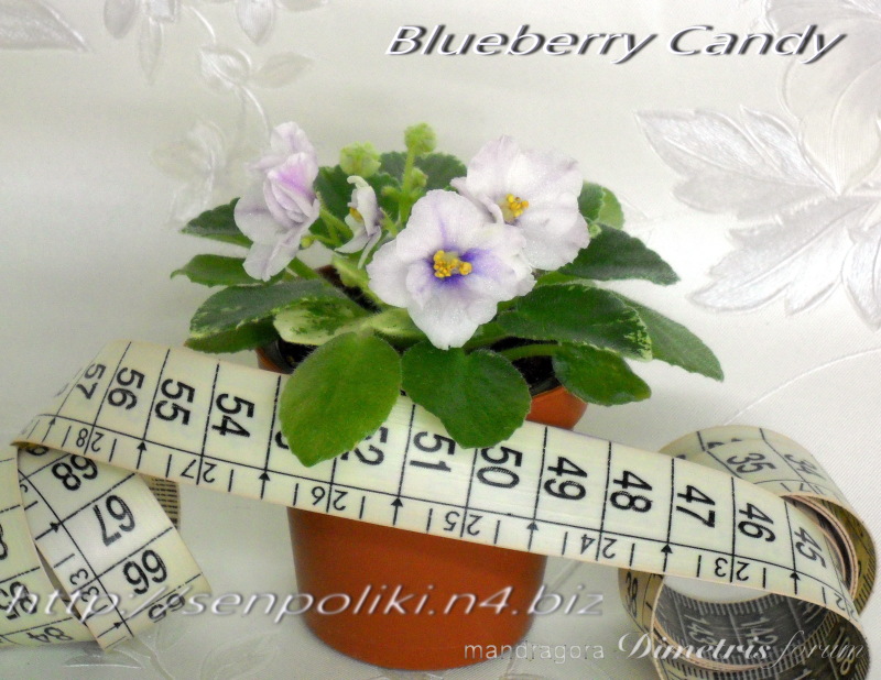 Blueberry Candy 1.jpg