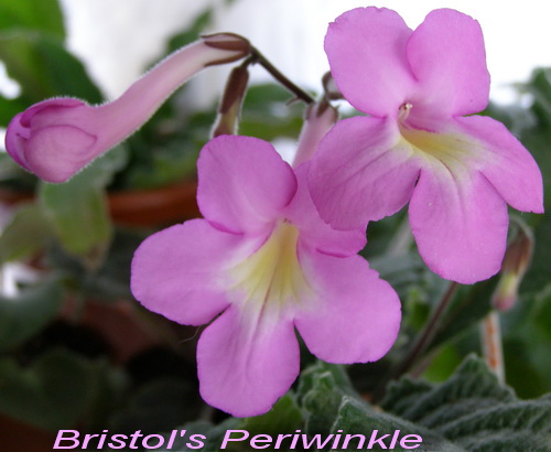 Bristol's Periwinkle.jpg