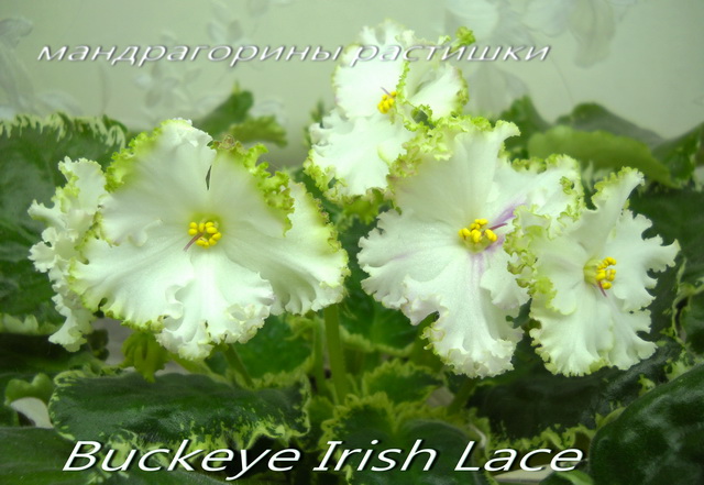 Buckeye Irish Lace а.jpg