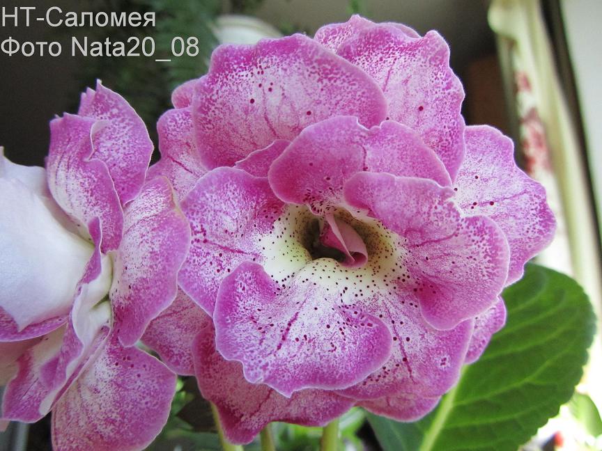 Cаломея3+.JPG